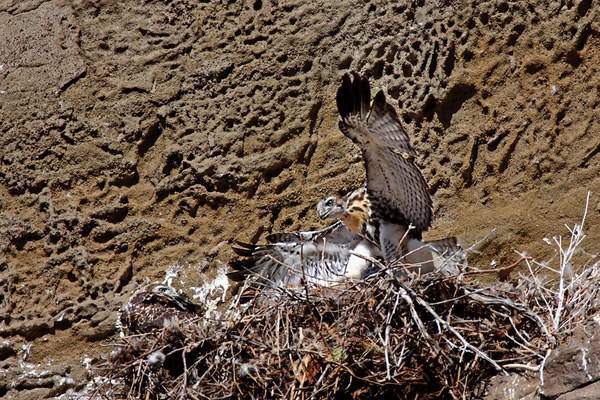 Red-tailed Hawk chick landing back in it's nest.... 1 of 2 by Alan Vernon. is licensed under CC BY-NC-SA 2.0.